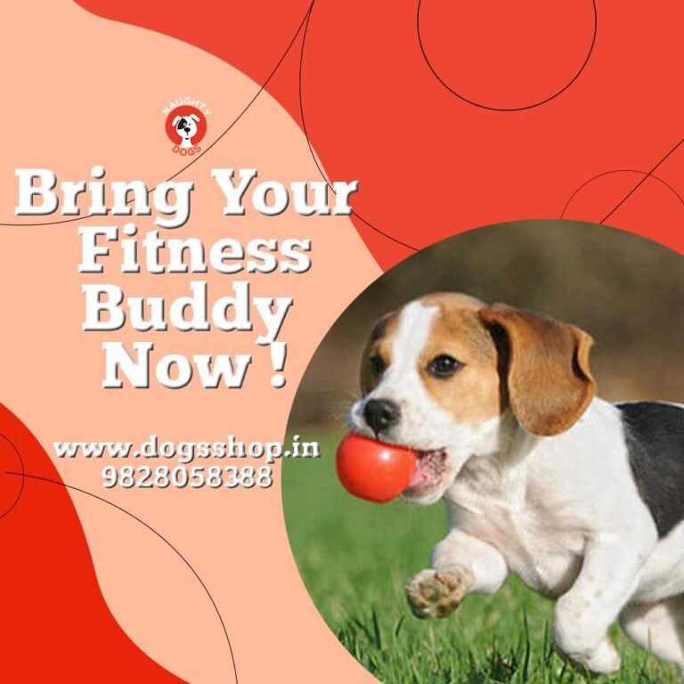 Best Ways To Play With And Exercise Your Dog | What Are My Dog’s Exercise Needs?