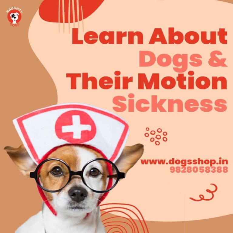 Dog Car Sickness and Motion Sickness