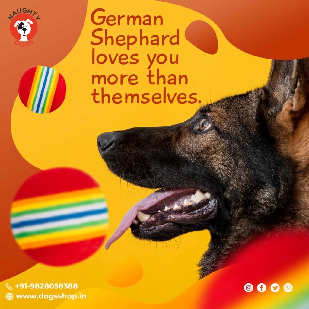 german shepherd puppy