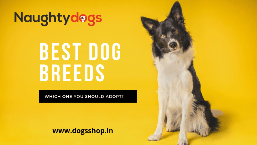 best dog breeds