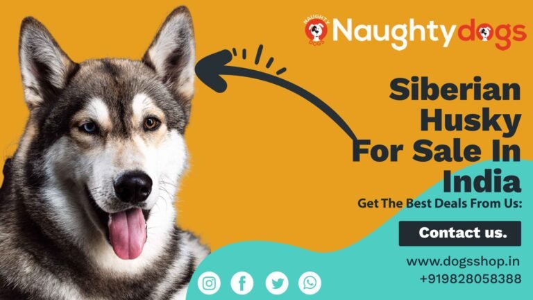 Siberian Husky Puppy For Sale