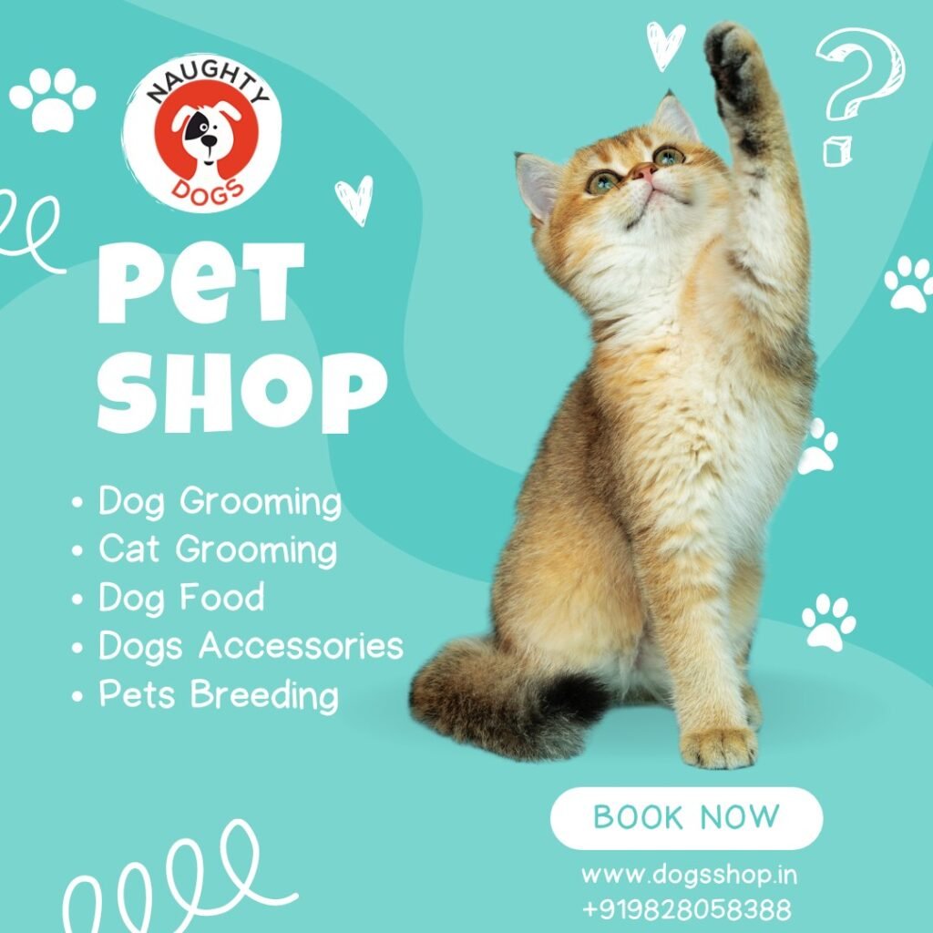 pets toys