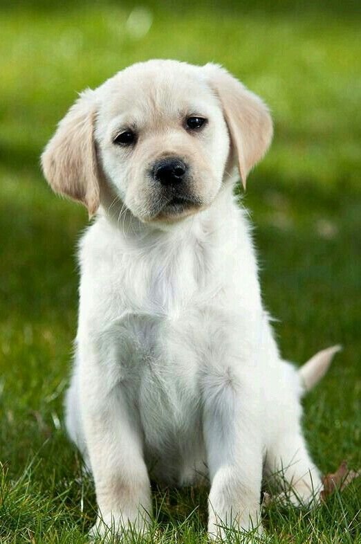 Labrador Dog Price in Jaipur