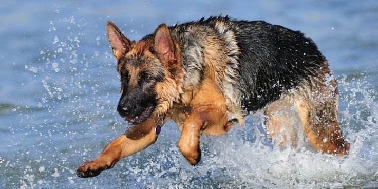 Summer Care Tips for German Shepherds: Keep Your Loyal Companion Happy and Healthy