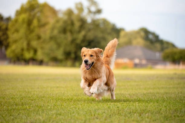 🐾 Golden Retriever Puppies for Sale in Jaipur 🐾