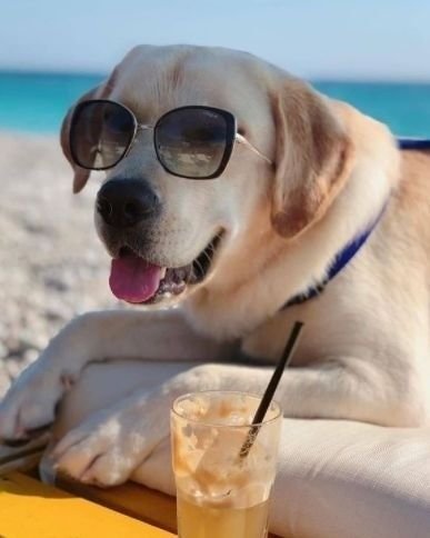 Healthy Labrador Puppies for Sale in Jaipur | DogsShop.in