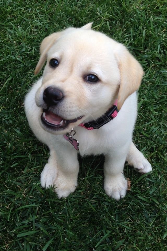 🐾 Labrador Puppies: Your Complete Guide to Raising a Happy, Healthy Pup
