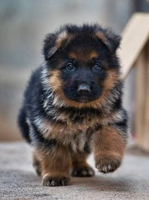 The Ultimate Guide to Raising a German Shepherd Puppy: Care, Training, Diet, and Essentials