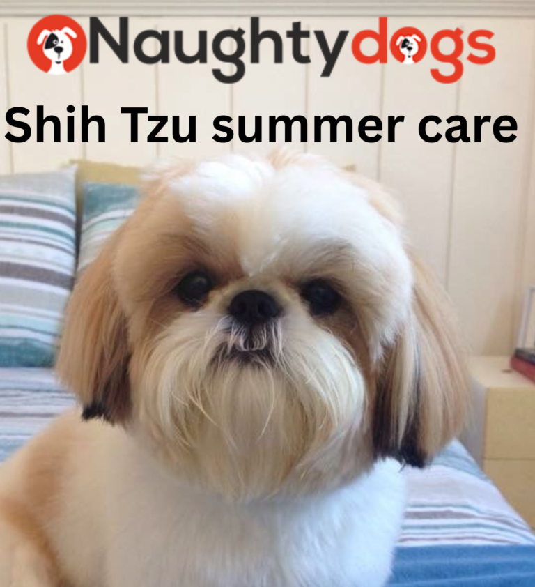 🐶 Shih Tzu Summer Care: Essential Tips to Keep Your Dog Cool and Healthy