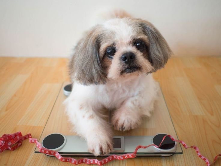 Best Pet Shops in Jagatpura -2026