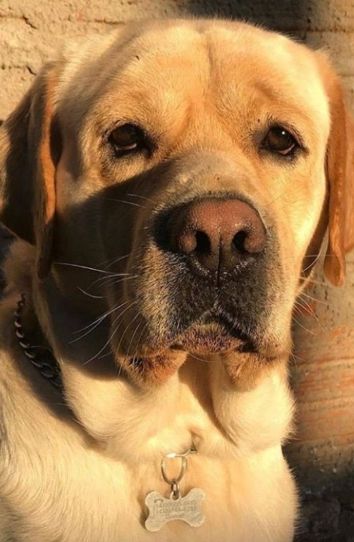 ☀️ Summer Diet for Labrador Dogs: Keep Your Lab Cool