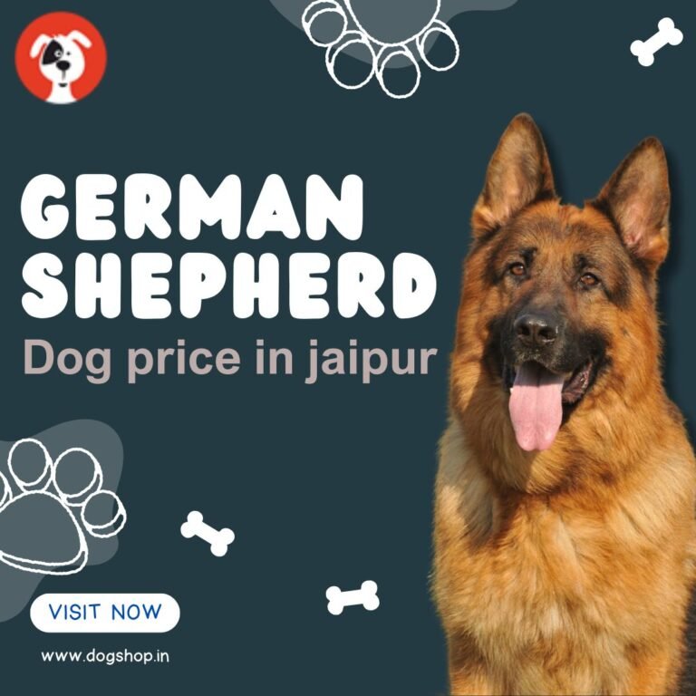 German Shepherd Price in Jaipur (2025) – Puppy Cost, Coat Type & Buying Tips