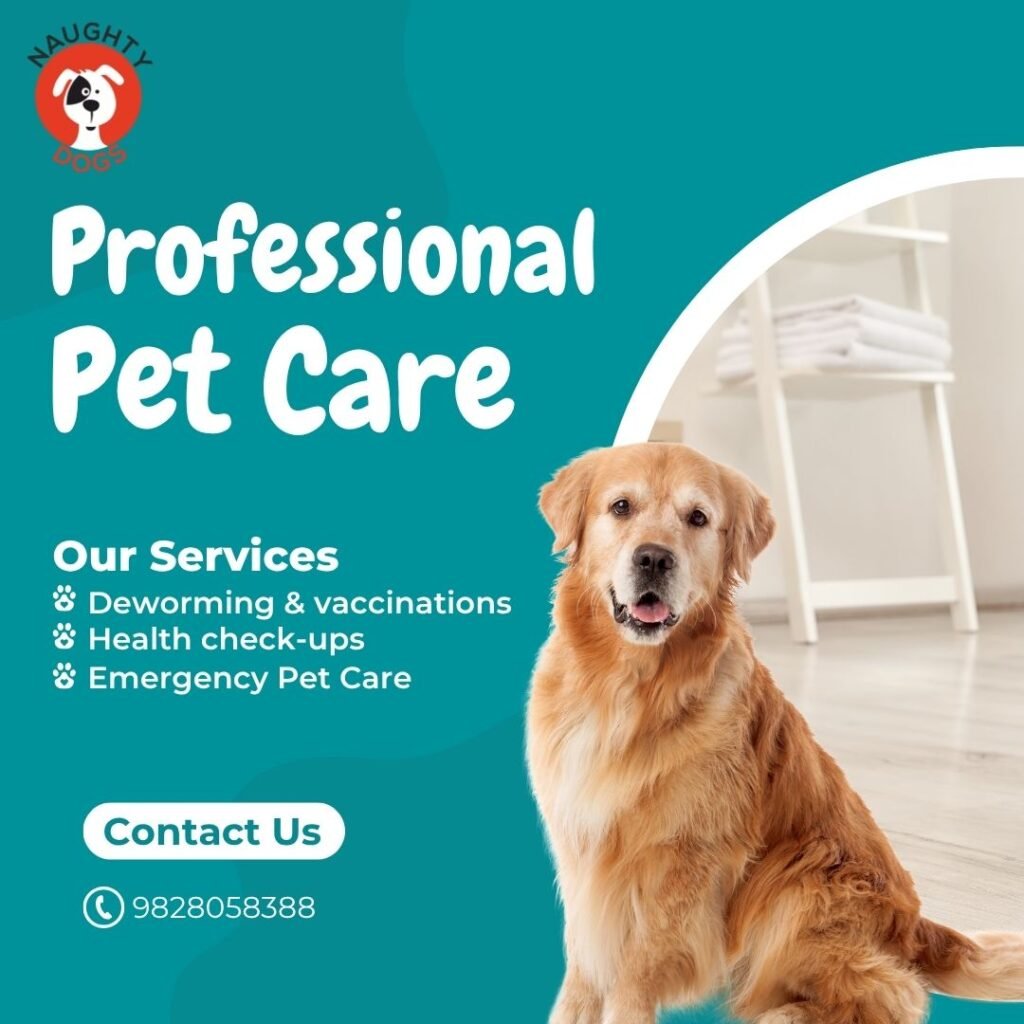 "Veterinarian examining a happy dog at Naughty Dogs clinic in Jaipur – Best dog clinic in Jaipur offering expert vet services."