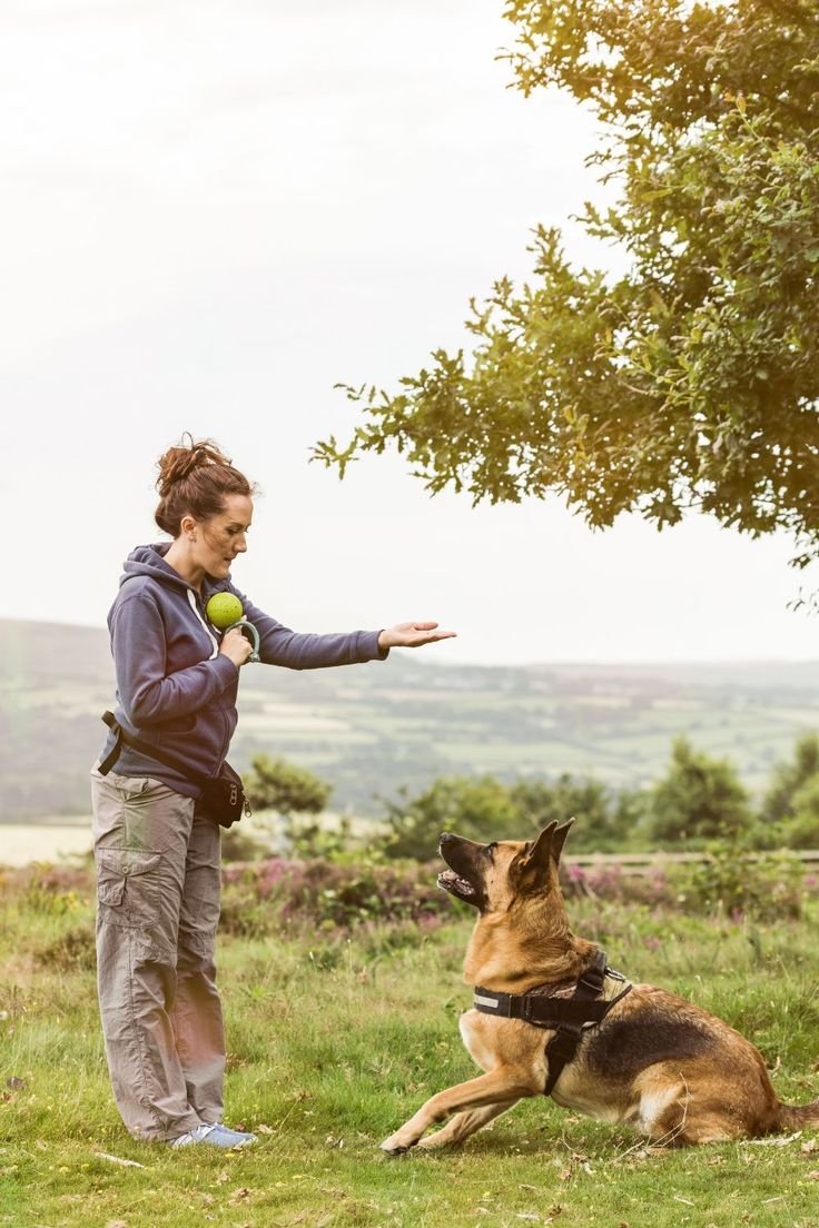 Top 10 Must-Have Dog Products for New Pet Parents 2025