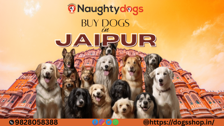 Where to Buy Dogs in Jaipur: Trusted Breeders and Shops