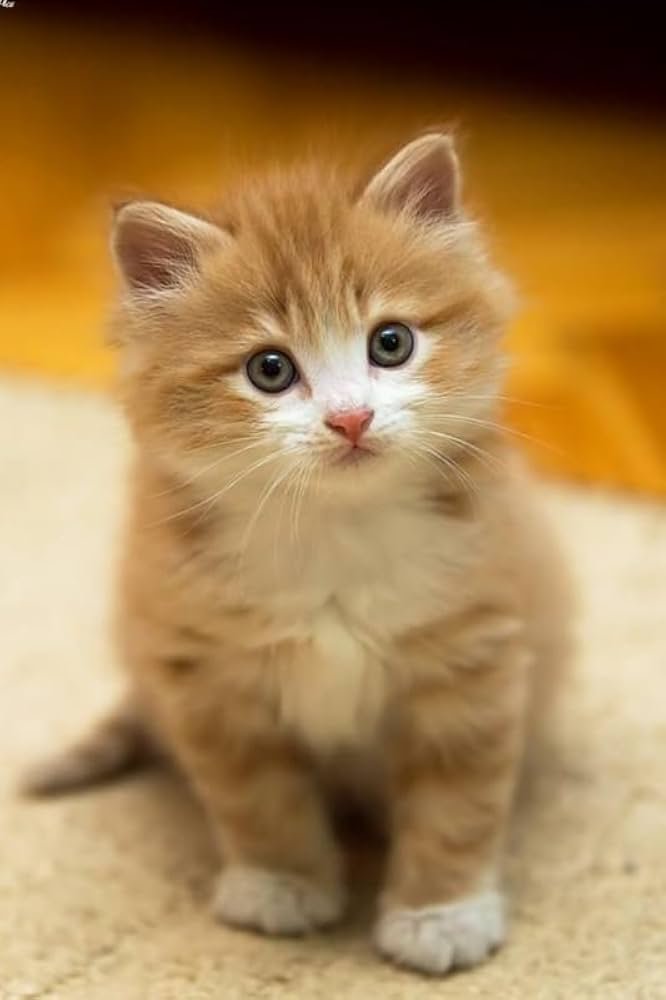 Best Cat Shop in Jaipur – Top Places to Buy Cats & Accessories