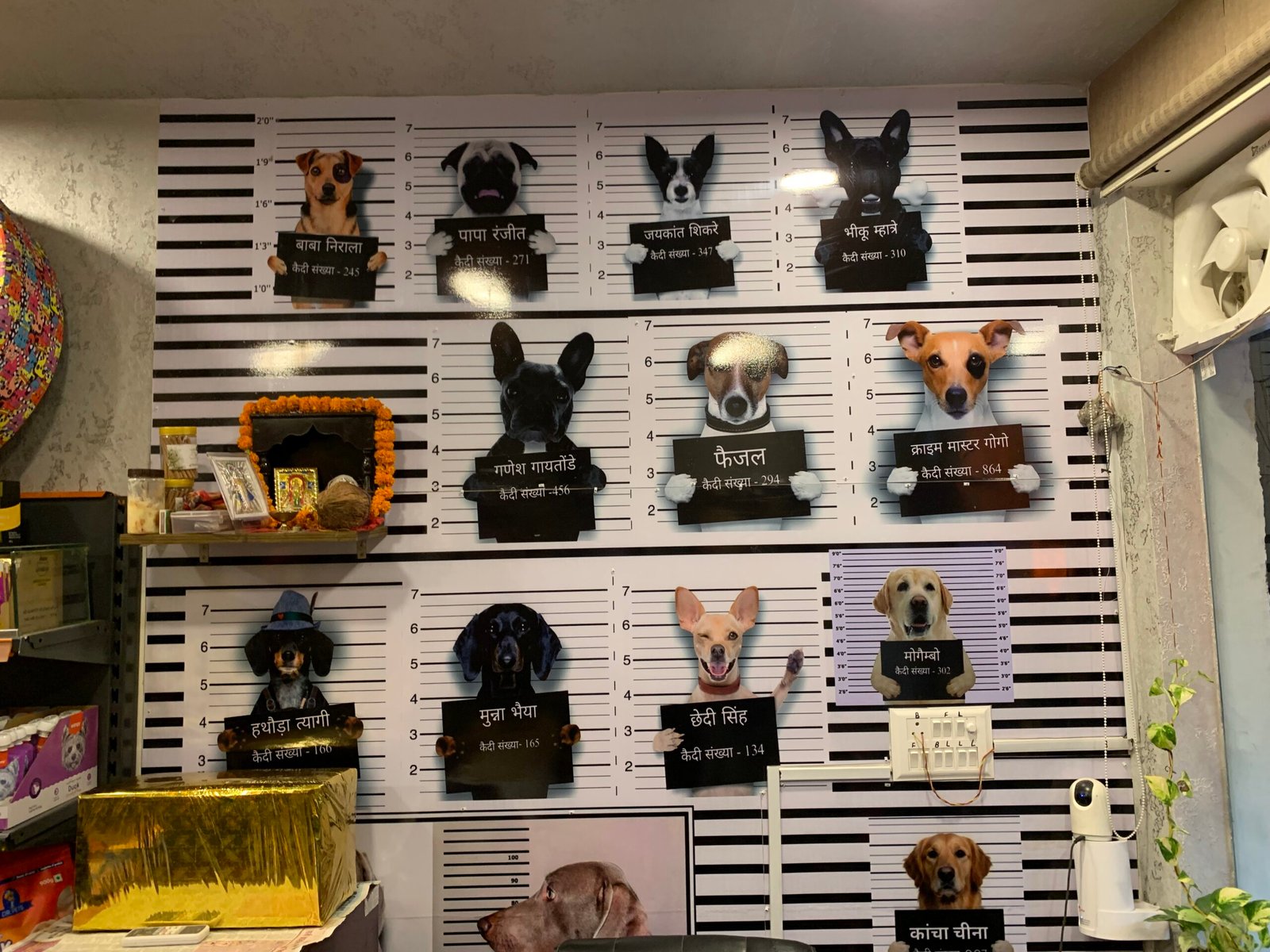 Puppy at Naughty Dogs Jaipur