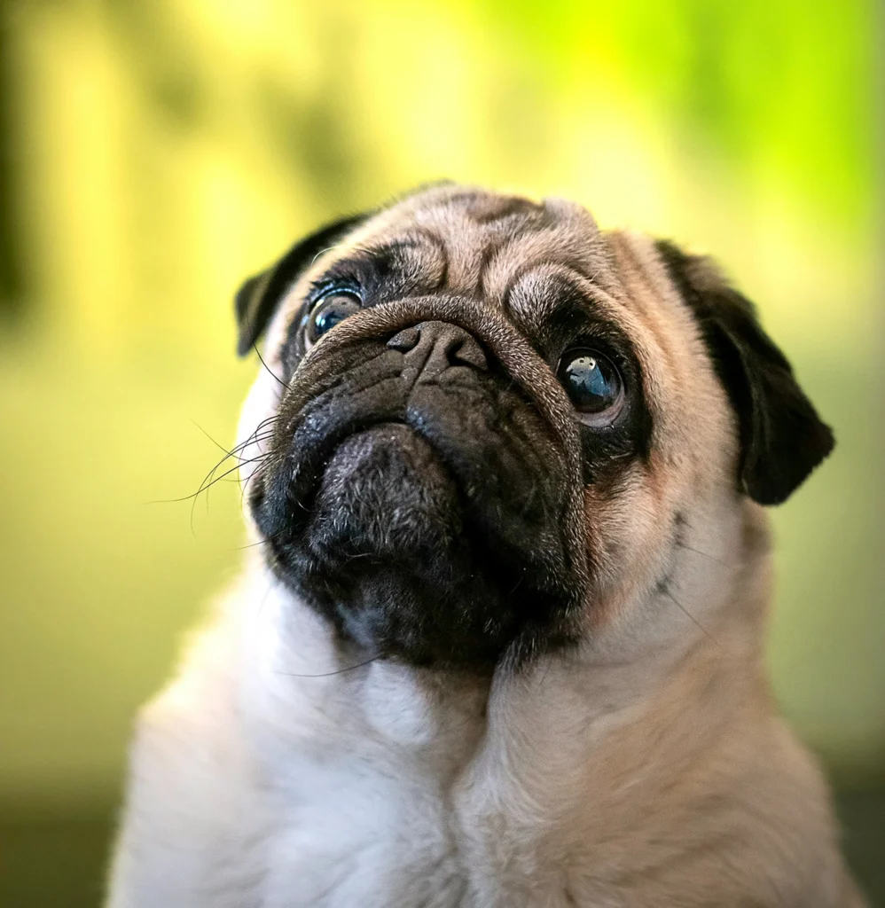 Pug Dog Jaipur - Healthy Pug Puppy at Naughty Dogs