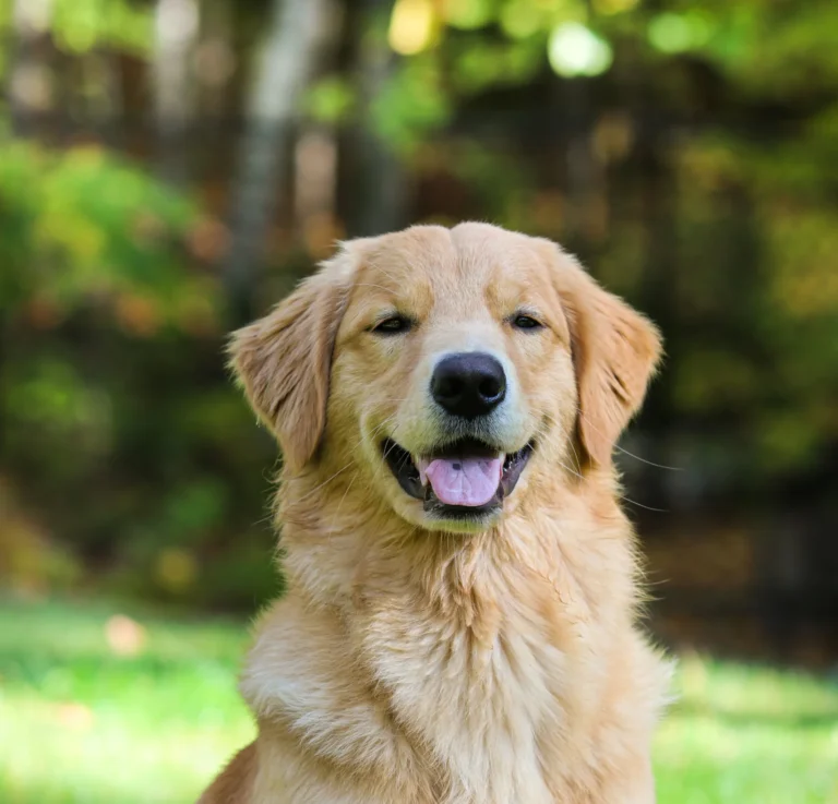 Golden Retriever Guide: Why They Are the Perfect Family Dog in Jaipur