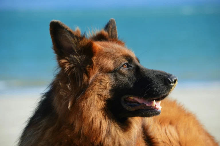 German Shepherd Dog Guide: Everything You Need to Know | Naughty Dogs Jaipur